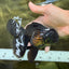 TOOTHLESS A Grade Black Oranda Female 5.5-6 inches #101626OR_15