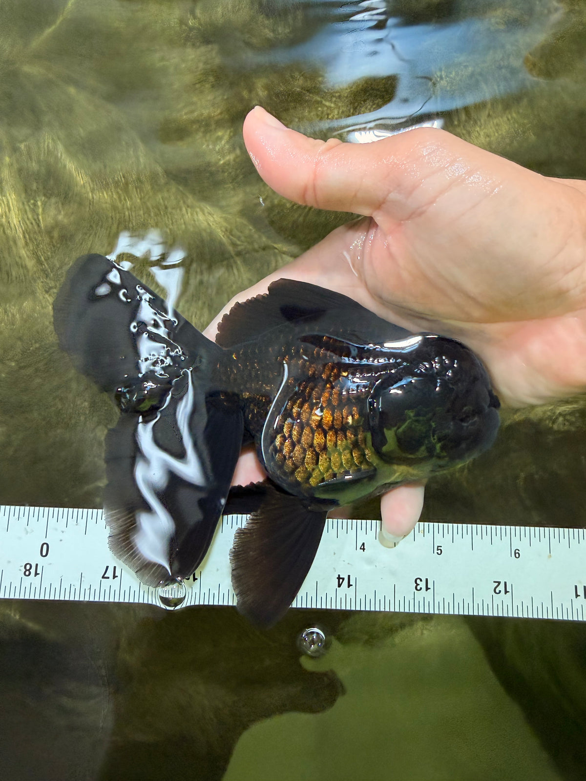 TOOTHLESS A Grade Black Oranda Female 5.5-6 inches #101626OR_15