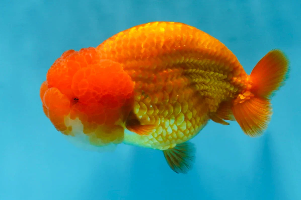 A Big Wen Grade Red LionQueen 4.5 inches #051625LC_39