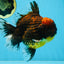 AAA Grade Godzilla Tiger Oranda Male 5.5 inches #100325OR_12