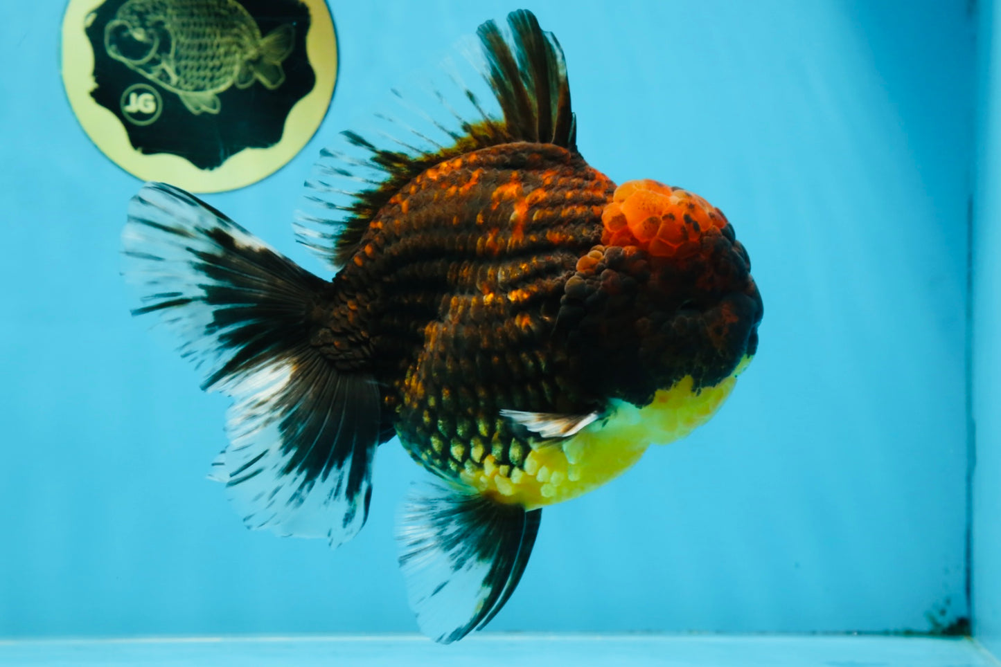 AAA Grade Godzilla Tiger Oranda Male 5.5 inches #100325OR_12