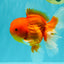 TOMATO A Grade Red White Oranda Female 6 inches #082826OR_17