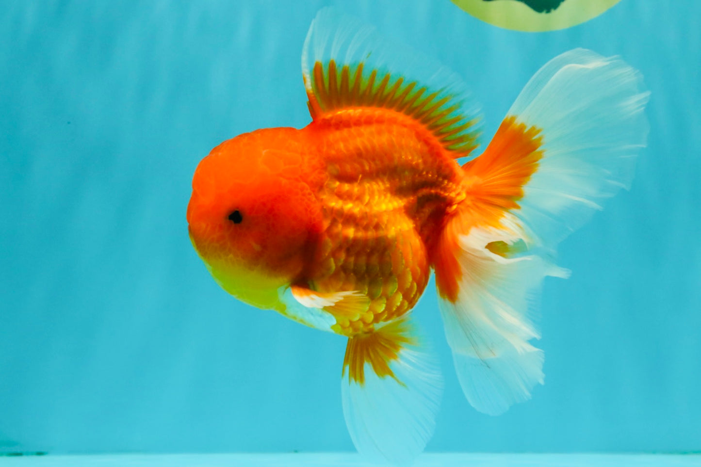 TOMATO A Grade Red White Oranda Female 6 inches #082826OR_17