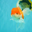 MARIO A Grade Red White Oranda Male 5.5-6 inches #101626OR_10