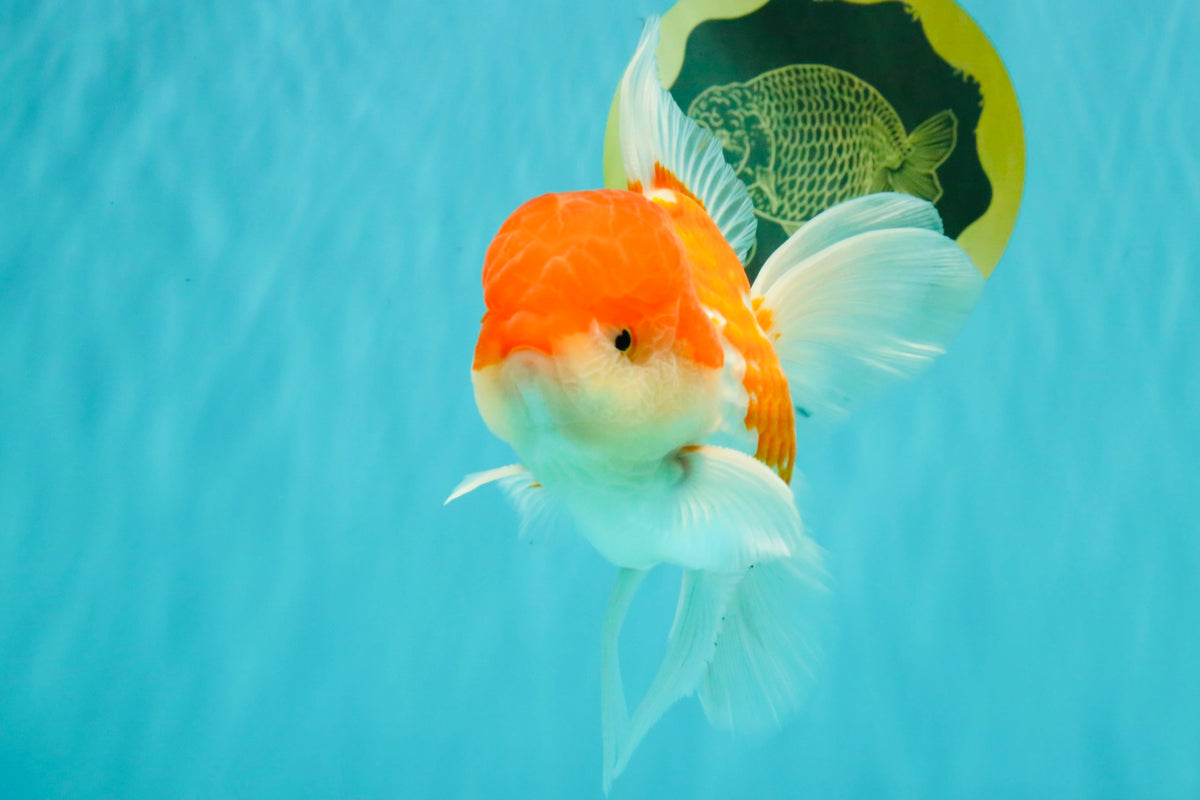 MARIO A Grade Red White Oranda Male 5.5-6 inches #101626OR_10