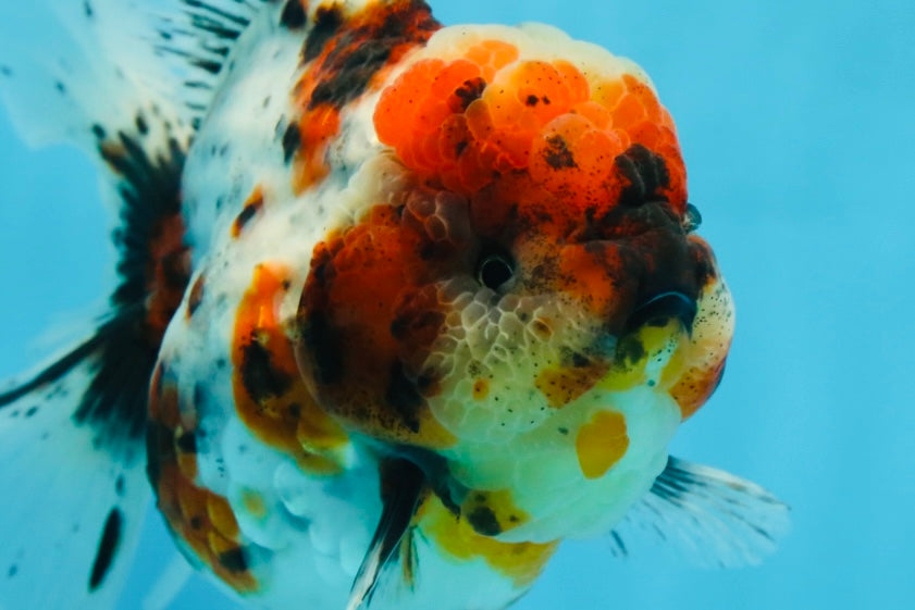 AAA Grade SUPER WEN Godzilla Calico Oranda Female 6 inches #080825OR_16