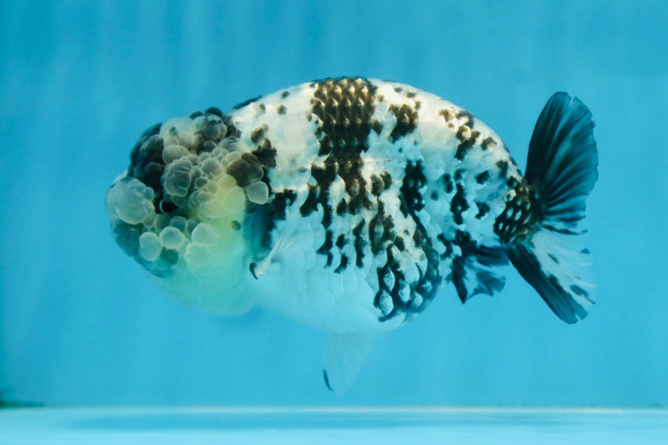 AAA Grade UNIQUE White Tiger LionQueen 4.5-5 inches #090525LC_03