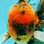 FLUFFY A Grade Tiger Oranda Male 6 inches #081426OR_05