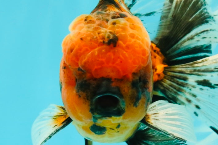FLUFFY A Grade Tiger Oranda Male 6 inches #081426OR_05
