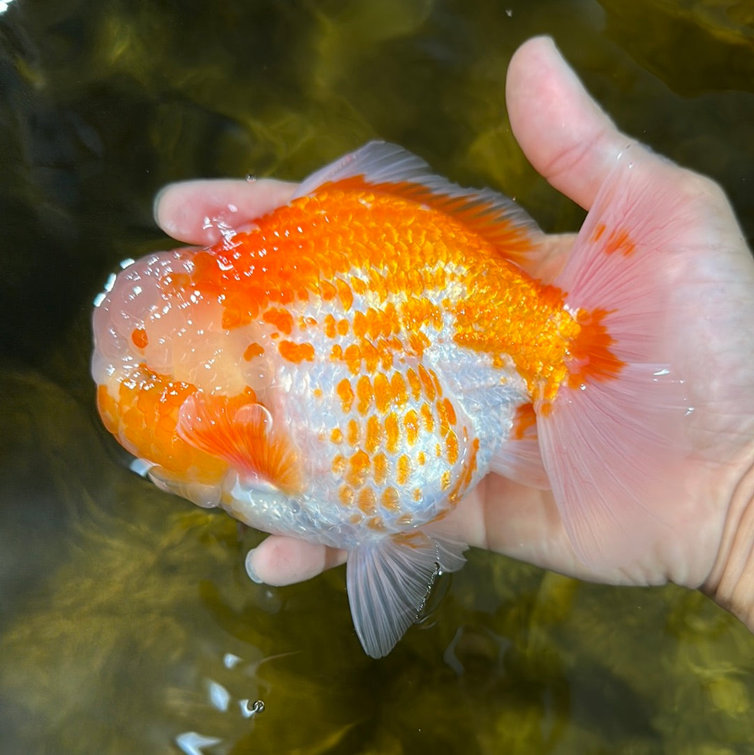 AAA Grade Pumpkin Pie Yuanbao Male 5.5 inches #1027YB_14