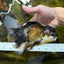 Giant Black Oranda Female 7 inches #112224OR_18