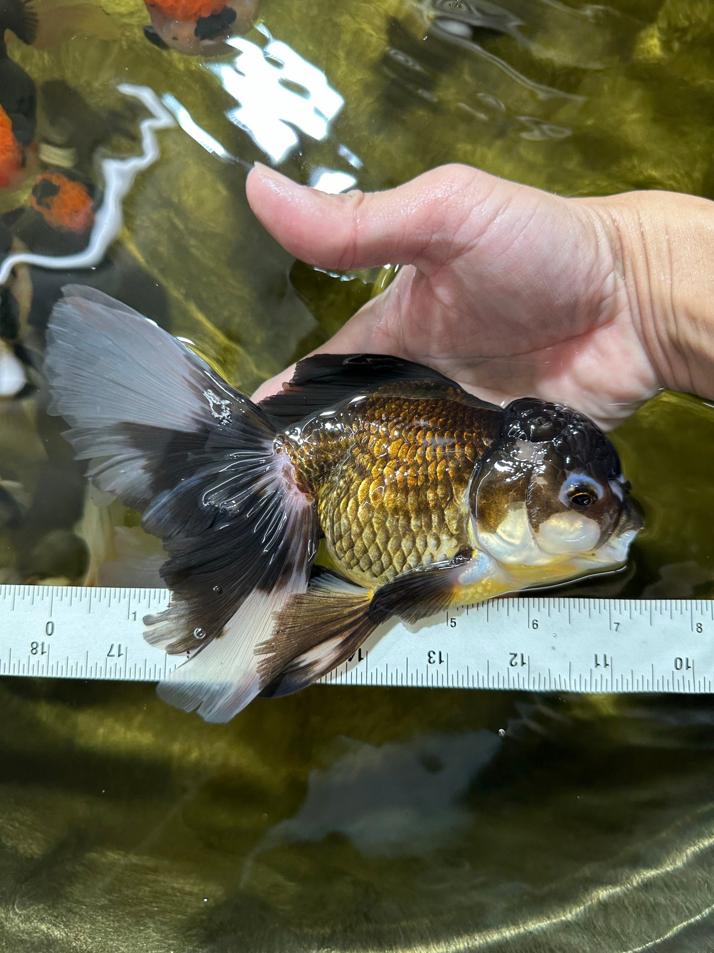 Giant Black Oranda Female 7 inches #112224OR_18