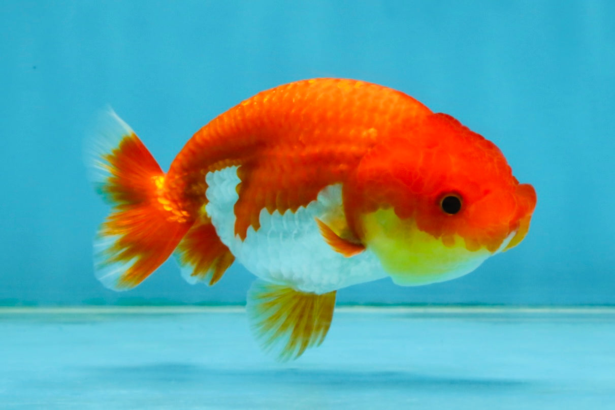 Red White Lionchu Female 4 inches #121225LC_10