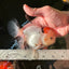 AAA Grade Pom-Poms Tricolor Oranda Male 5 inches #102524OR_08