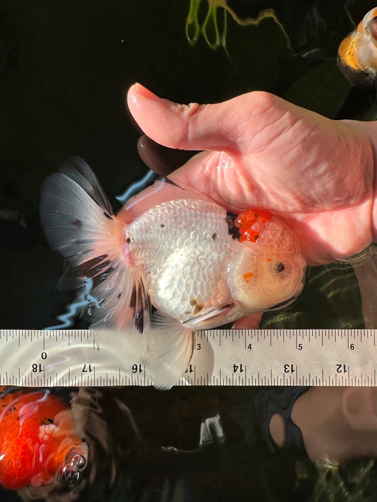 AAA Grade Pom-Poms Tricolor Oranda Male 5 inches #102524OR_08