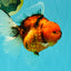 CHONKY AAA Grade Sakura Oranda Female 8.5 inches #071726OR_03