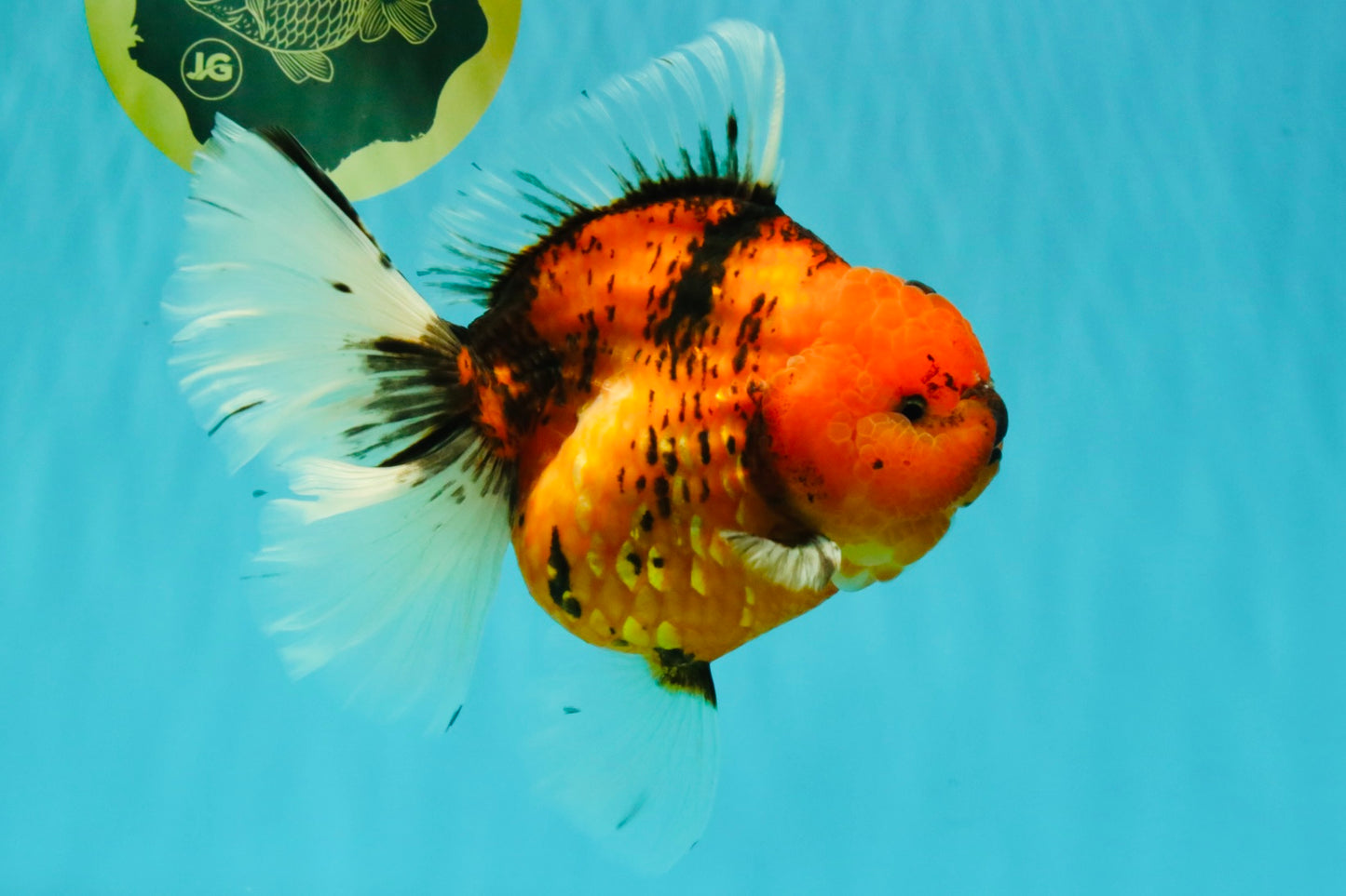 CHONKY AAA Grade Sakura Oranda Female 8.5 inches #071726OR_03