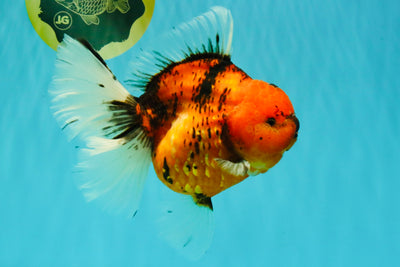 CHONKY AAA Grade Sakura Oranda Female 8.5 inches #071726OR_03