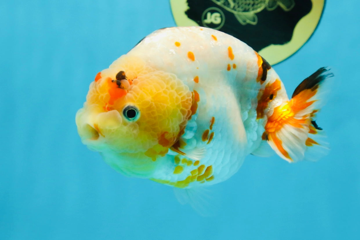 AAA Grade Tricolor Milk Cow Ranchu Female 5 inches #101025RC_15