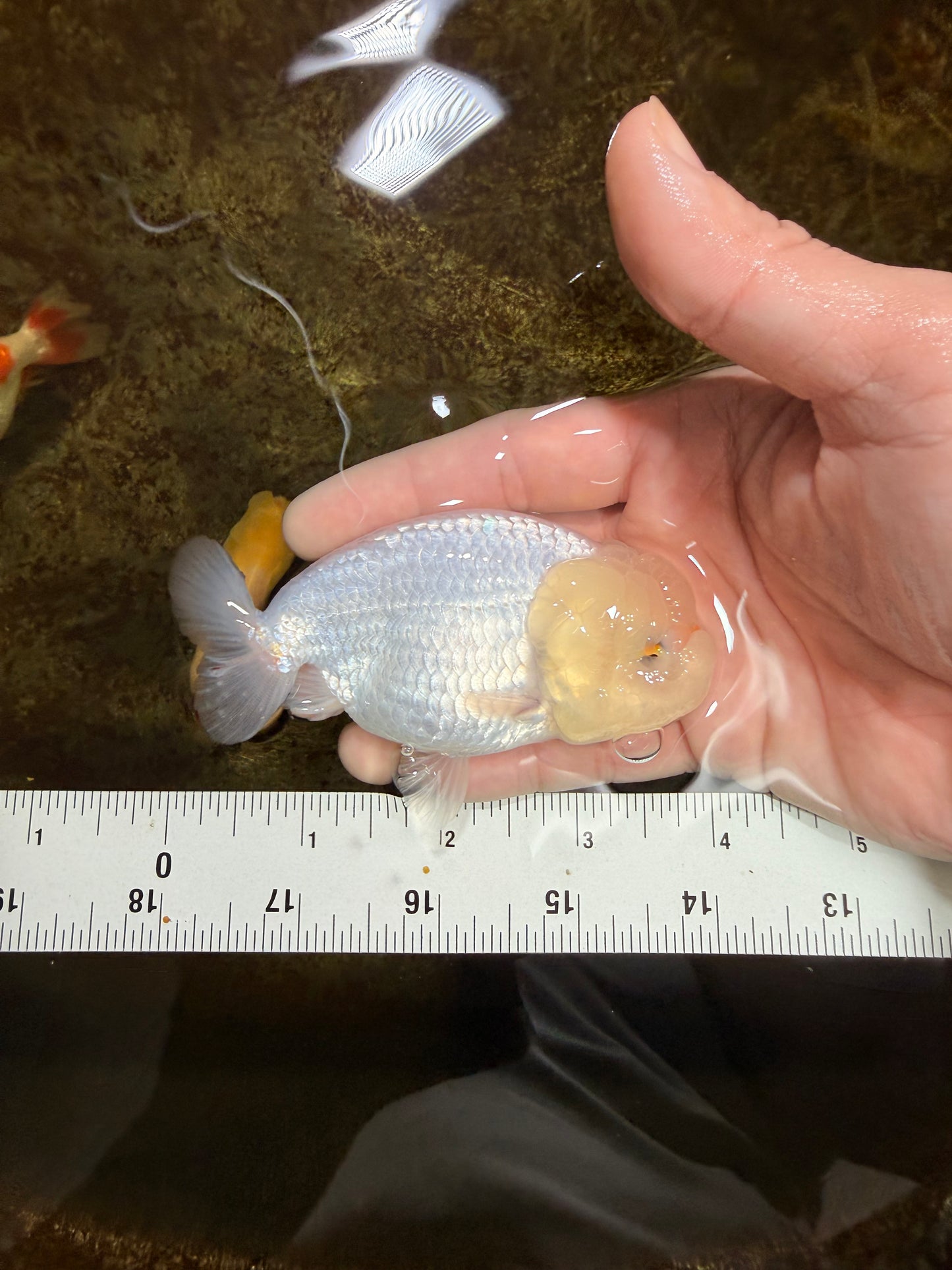 SNOW White Lionchu Female 4 inches #120525LC_11