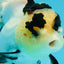 AAA Grade Panda Butterfly Oranda Female 5.5 inches #121324OR_14