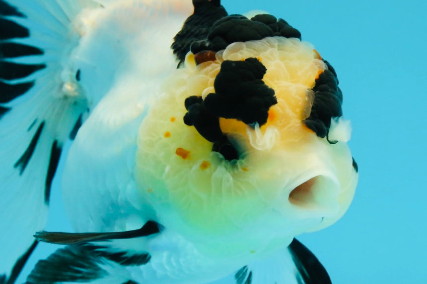 AAA Grade Panda Butterfly Oranda Female 5.5 inches #121324OR_14