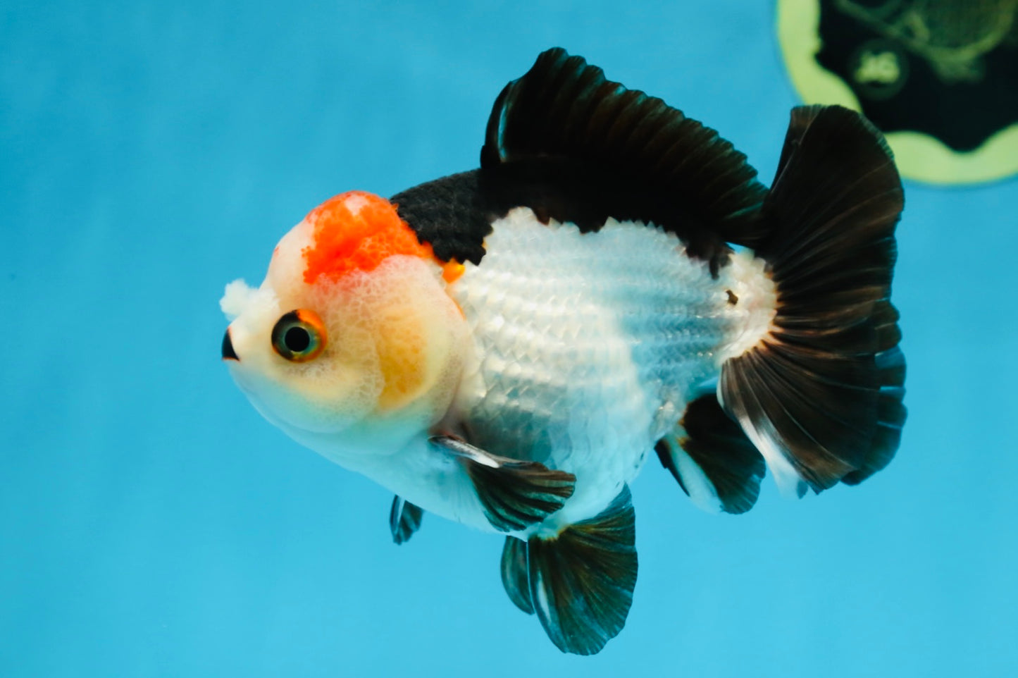 Puppy Pompom Tricolor Yuanbao Male 4.5 inches #071125YB_15