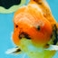 AAA Grade TOP Tiger Oranda Female 6-6.5 inches #051625OR_16