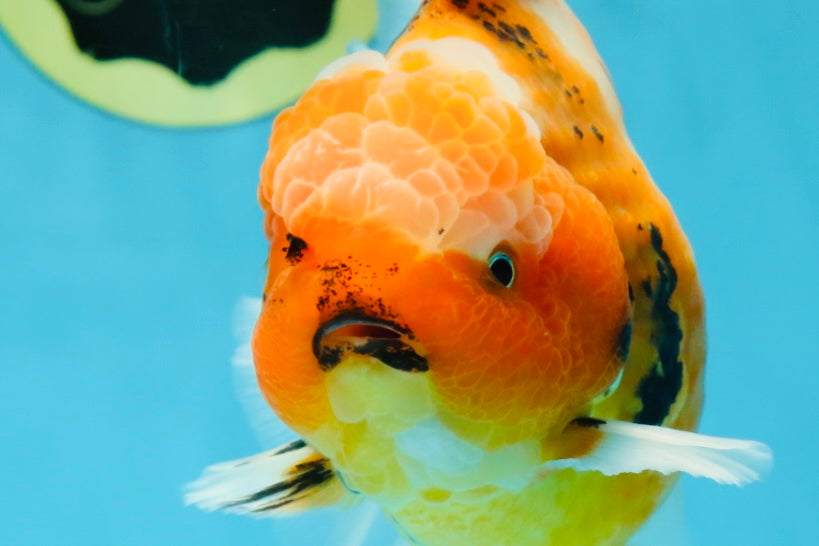 AAA Grade TOP Tiger Oranda Female 6-6.5 inches #051625OR_16