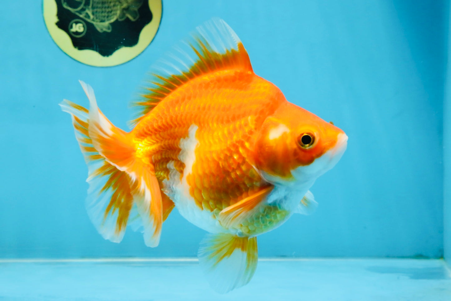 A Grade Red White Ryukin Female 5.5 inches #111425RK_05