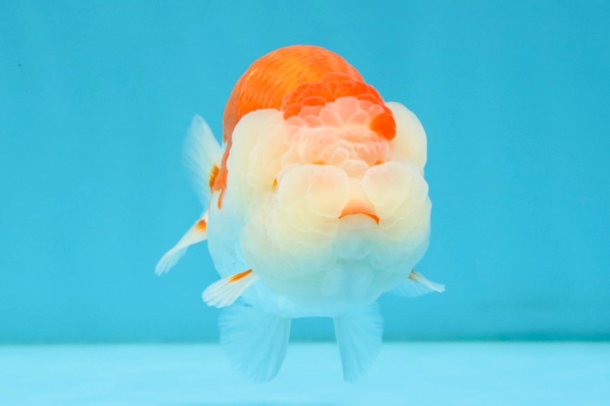 ADORABLE A Grade Red White LionKing 5 inches #032726LC_23