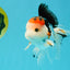 A Grade Tricolor Oranda Male 5 inches #041726OR_14