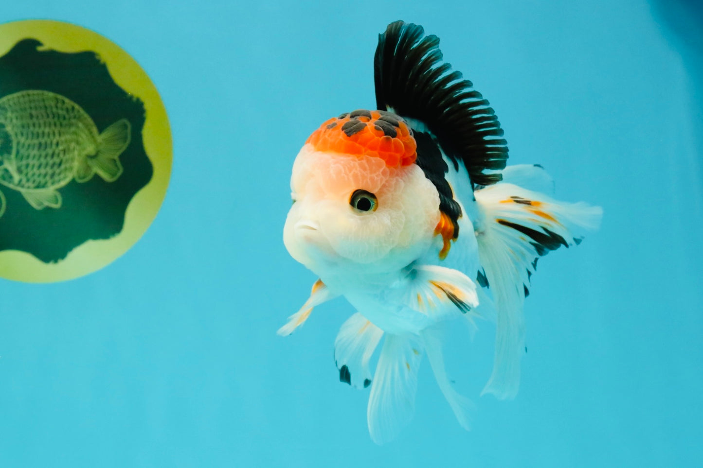 A Grade Tricolor Oranda Male 5 inches #041726OR_14
