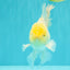 A Grade White Oranda Male 5.5 inches #101626OR_13