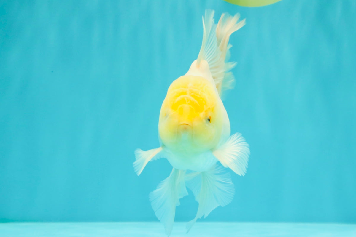A Grade White Oranda Male 5.5 inches #101626OR_13