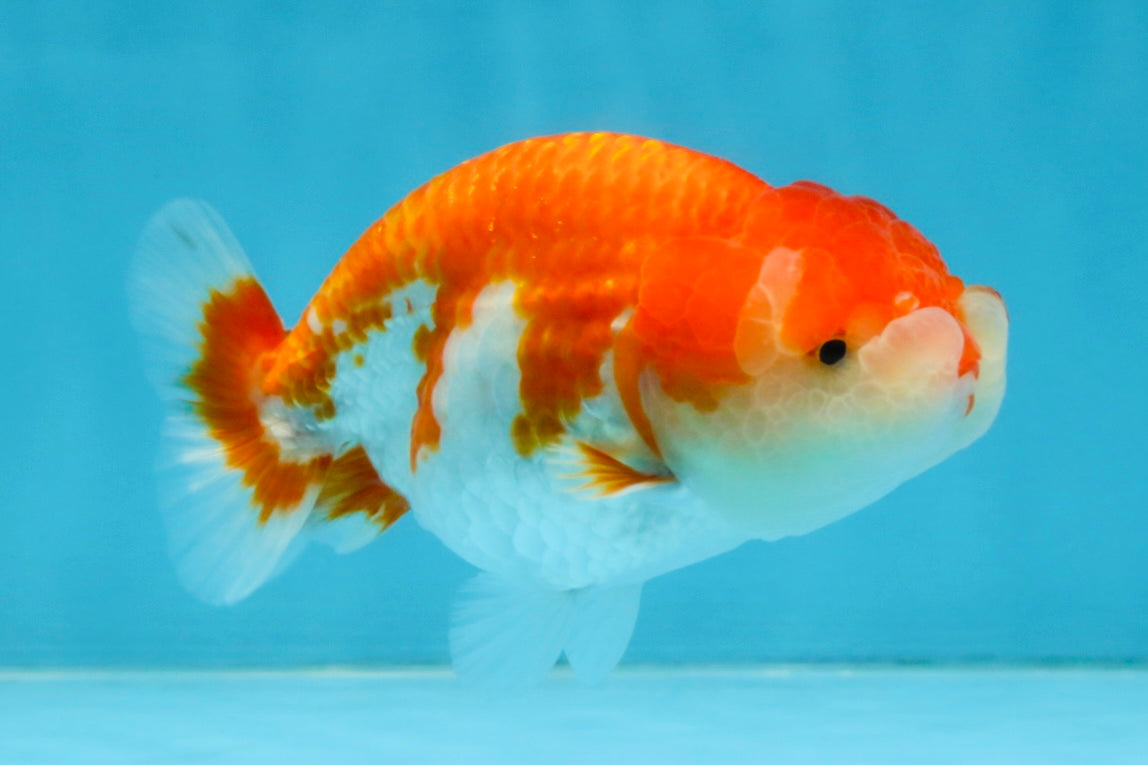 A Grade Red White LionQueen 4 inches #112125LC_10