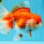 SUPER WEN A Grade Red White Oranda Female 7.5 inches #040326OR_23