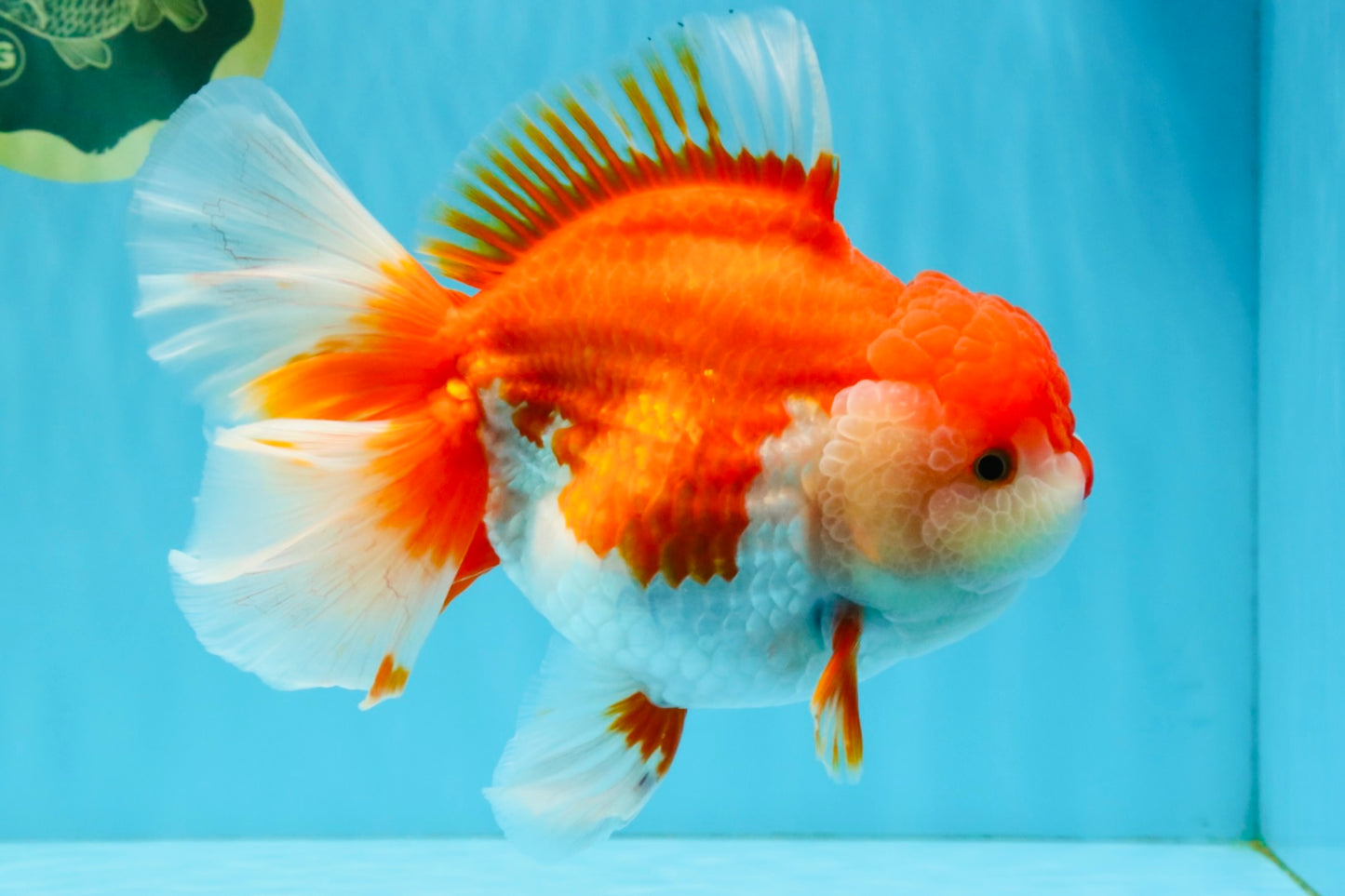SUPER WEN A Grade Red White Oranda Female 7.5 inches #040326OR_23