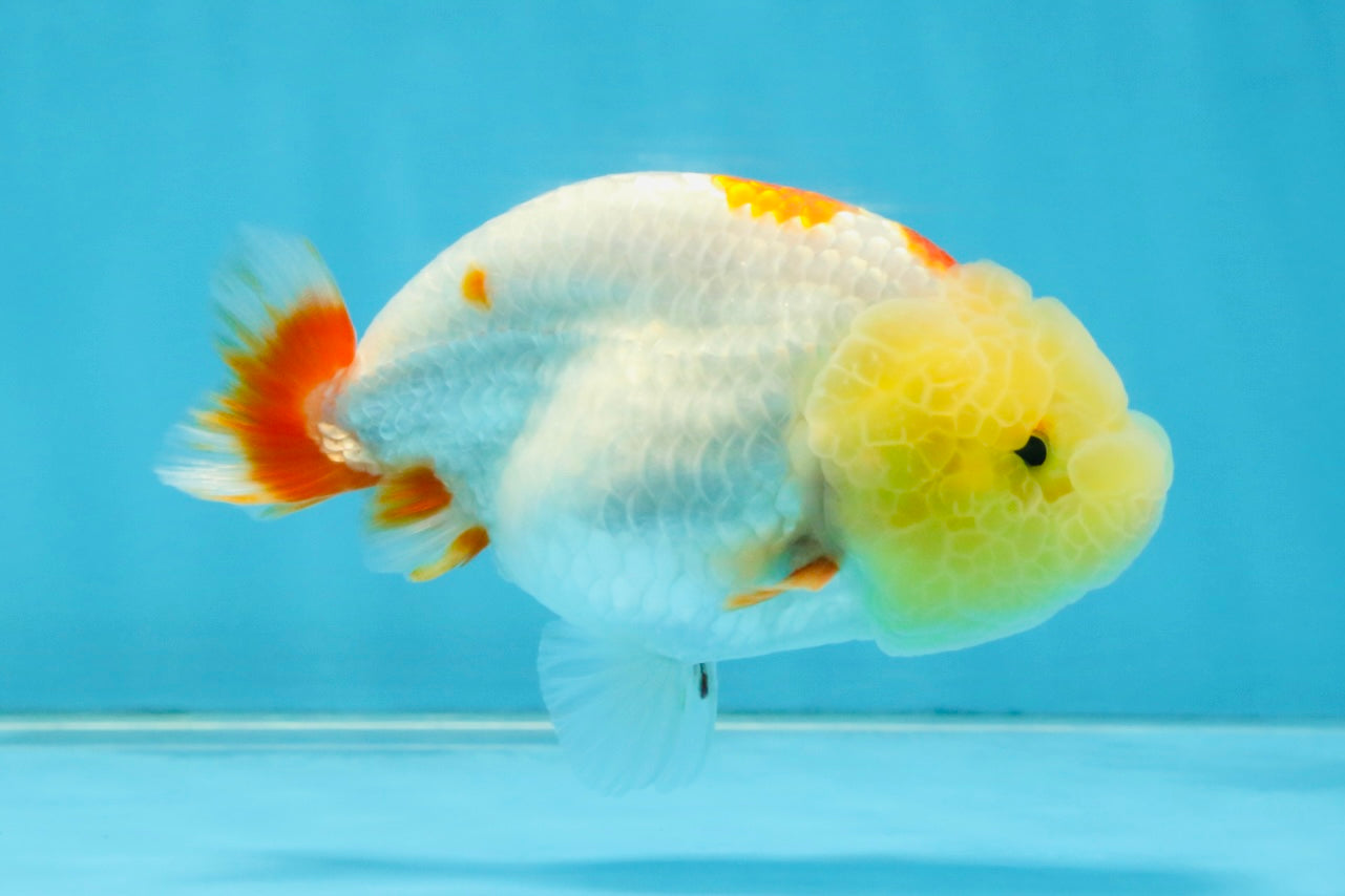 BULLDOG FACE A Grade Red White Kohaku LionQueen 4 inches #120525LC_09