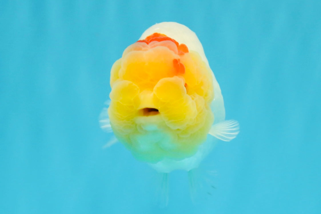 A Grade Red White LionQueen 4.5 inches #022026LC_15