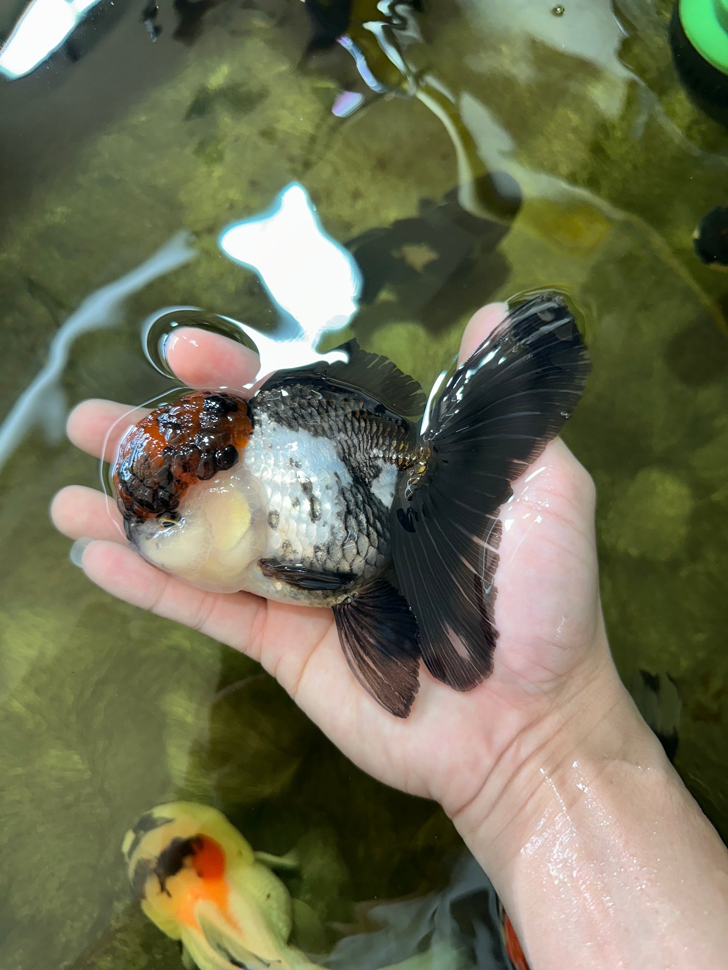 A Grade Fire Tricolor Oranda Female 5 inches #050225OR_02