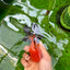 Macho Apache Oranda de grado A de 4,5 pulgadas n.° 0913OR_12