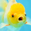 Lemonhead Oranda Male 5 inches #090525OR_17