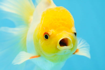 Lemonhead Oranda Male 5 inches #090525OR_17