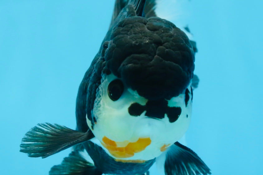 A Grade CHARLIE CHAPLIN Tricolor Button Eyes Oranda Female 5.5 inches #072525OR_21