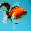 A Grade Sakura Oranda Female 6 inches #060625OR_29