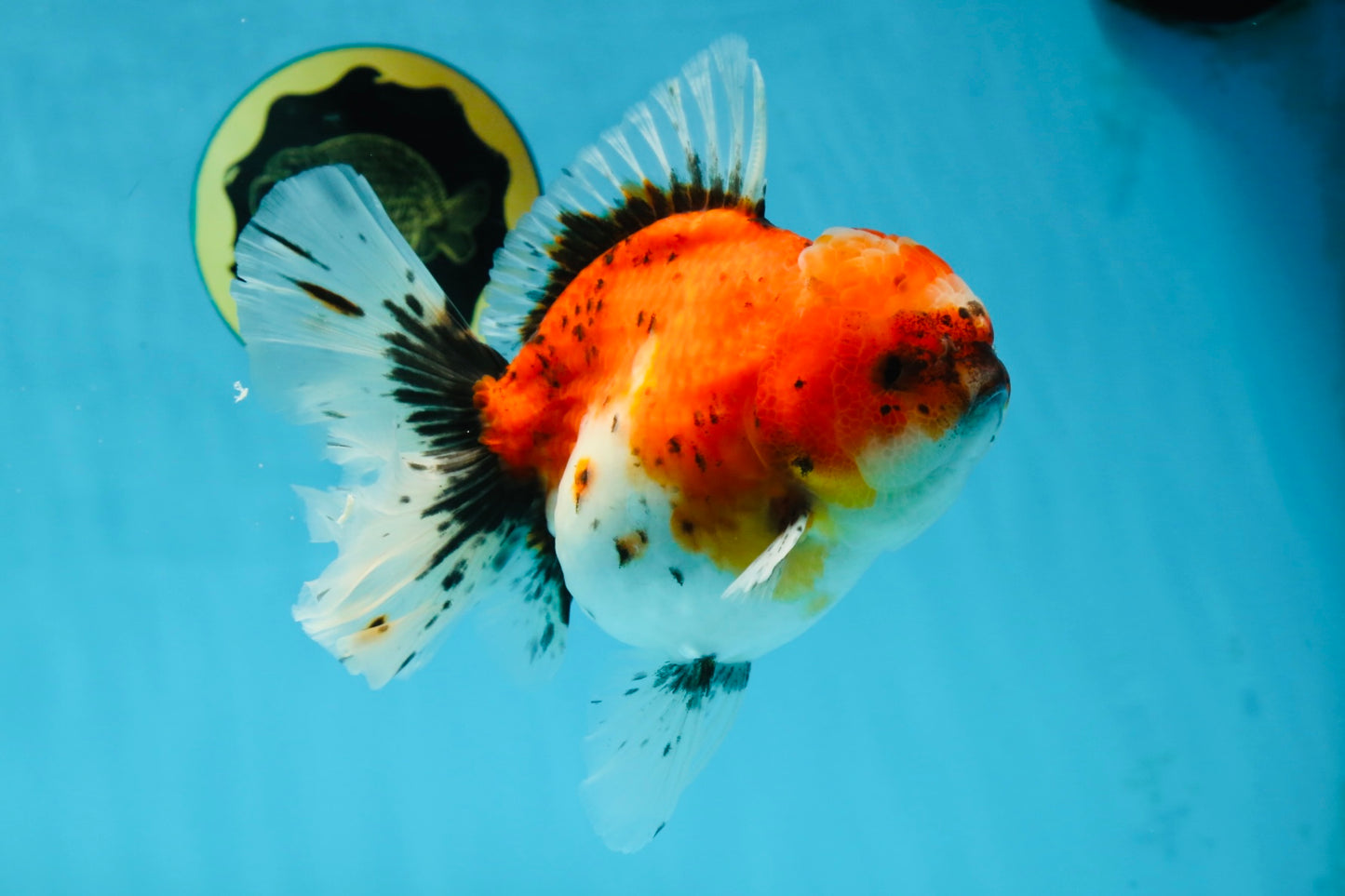 A Grade Sakura Oranda Female 6 inches #060625OR_29