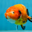 Sakura Chinese Ranchu Female 4.5-5 inches #120525RC_07