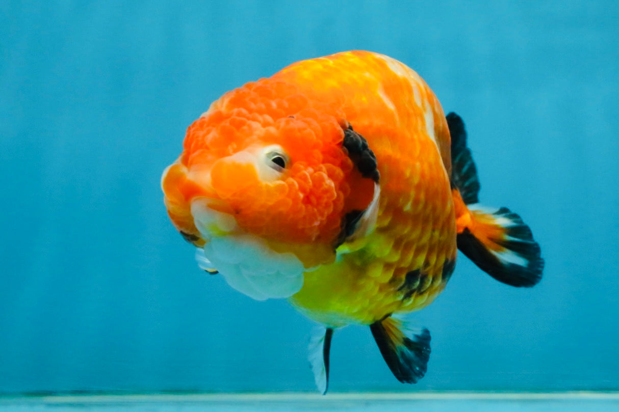 Sakura Chinese Ranchu Female 4.5-5 inches #120525RC_07