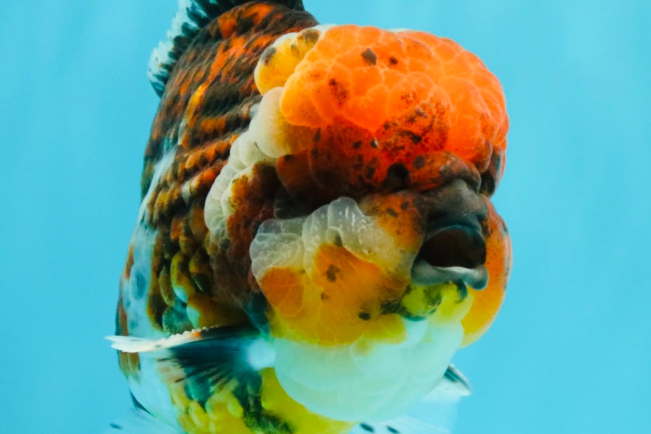 GIANT SUPER AAA Grade Godzilla Kirin Calico Oranda Male 6.5-7 inches #030626OR_06